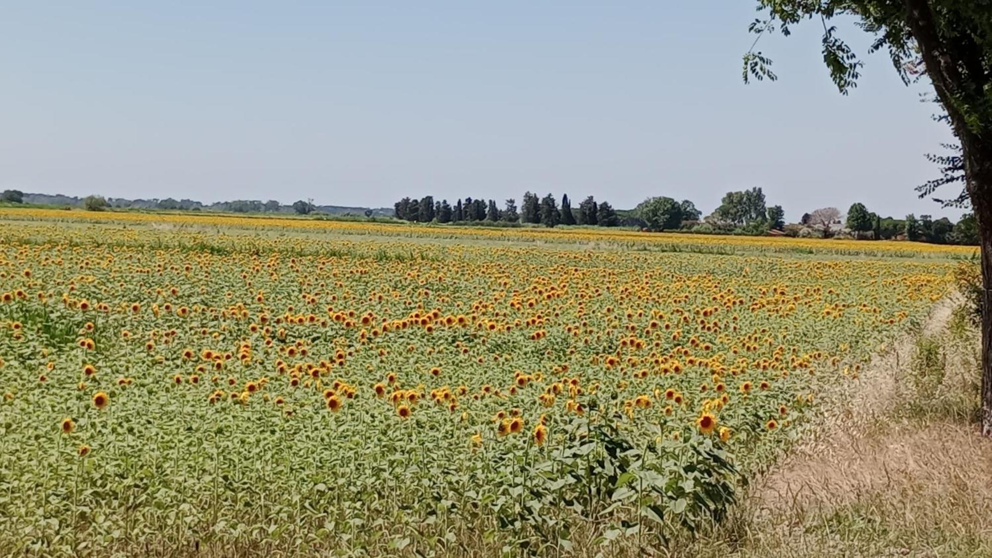 Casa Vacanze Toscana,Lago Di Massaciuccoli 外观 照片